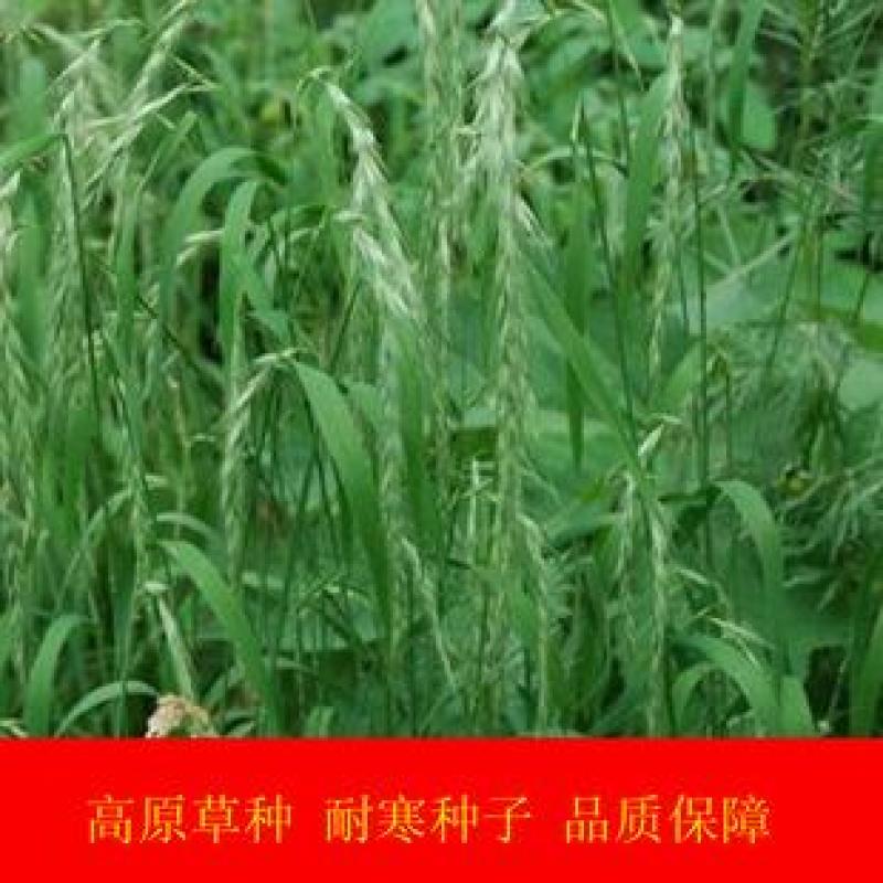 碱茅草种子耐寒耐旱耐盐碱多年生草籽不挑土壤四季牧草