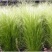 碱茅草种子耐寒耐旱耐盐碱多年生草籽不挑土壤四季牧草