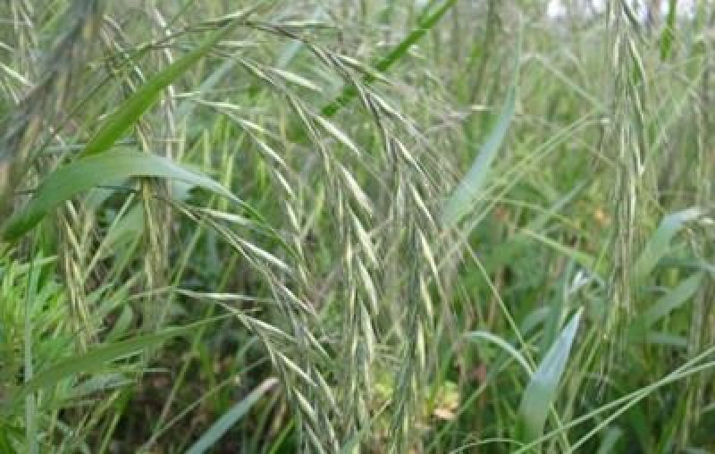 碱茅草种子耐寒耐旱耐盐碱多年生草籽不挑土壤四季牧草