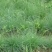 碱茅草种子耐寒耐旱耐盐碱多年生草籽不挑土壤四季牧草