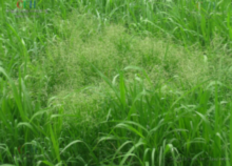 碱茅草种子耐寒耐旱耐盐碱多年生草籽不挑土壤四季牧草