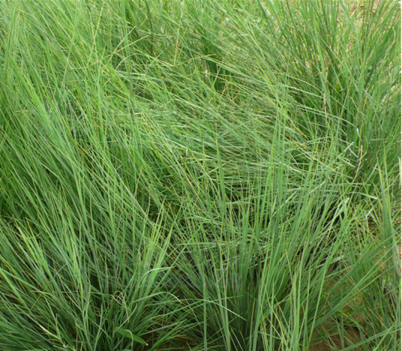 碱茅草种子耐寒耐旱耐盐碱多年生草籽不挑土壤四季牧草
