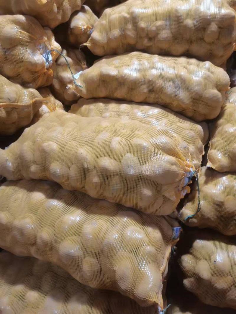 定西洋芋沙面糯土豆鲜货直发产地现挖现发量大从优电联