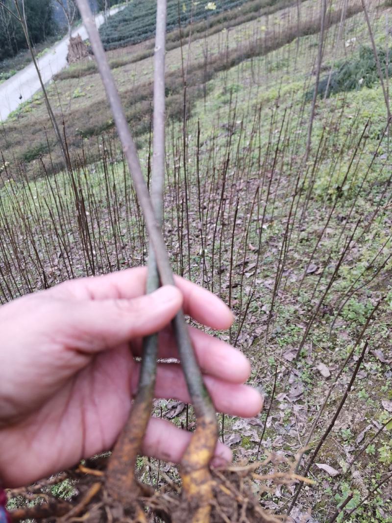 黄柏苗