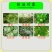 百农思达10%苯醚甲环唑炭疽病白粉病锈病黑星病叶斑病