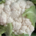 白面紧花，白实菜花产地全国批发价格、保质保量、欢迎来购