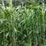 高丹草种子6斤/亩多次收割，春夏季播种(包邮)
