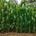 高丹草种子6斤/亩多次收割，春夏季播种(包邮)