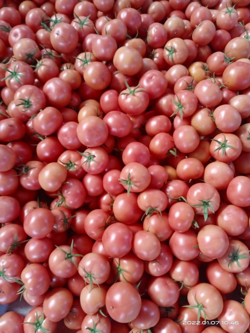 平度蜜蜂授粉绿色蔬菜硬粉西红柿大量上市中质优价廉欢迎选购