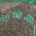 蛇莓干货量大从优干货无杂质欢迎选购！