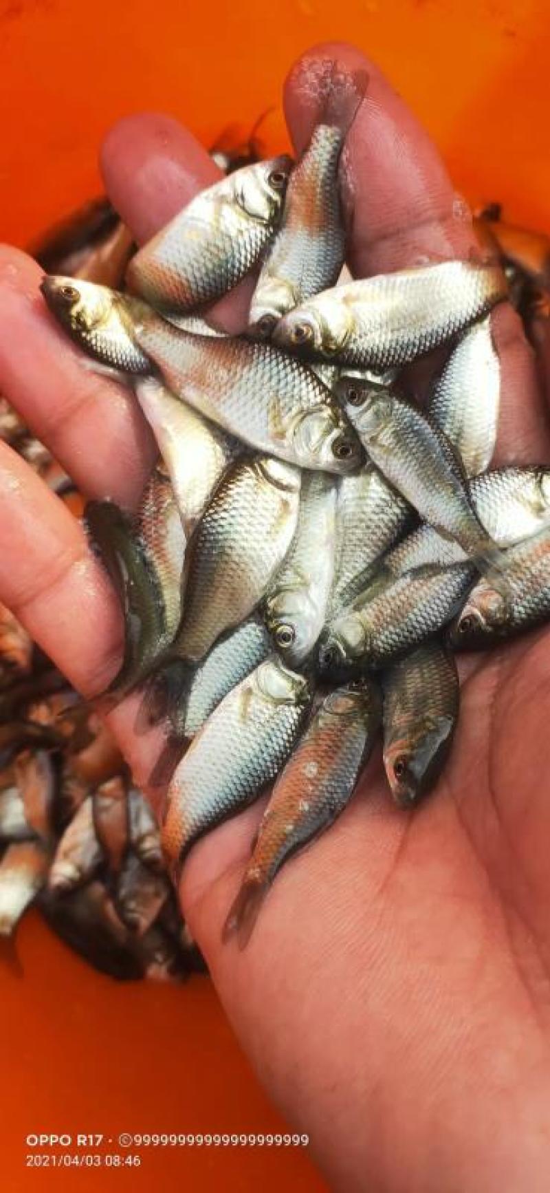 鲫鱼苗中科5号鲫鱼苗快大鲫鱼苗东北鲫鱼苗水花供应