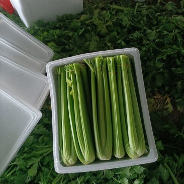 精品暖棚中颗西芹主发南方市场（长江以南）