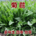 大叶将军菊苣牧草种子鸡鸭鹅猪牛羊四季牧草产量高
