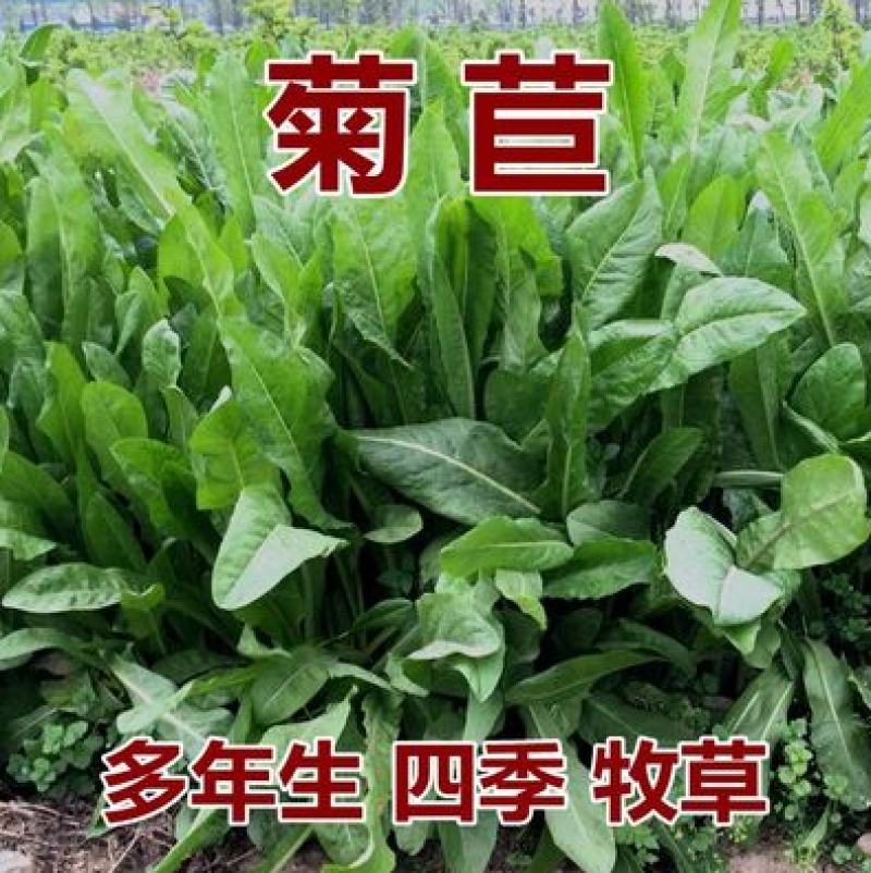 大叶将军菊苣牧草种子鸡鸭鹅猪牛羊四季牧草产量高