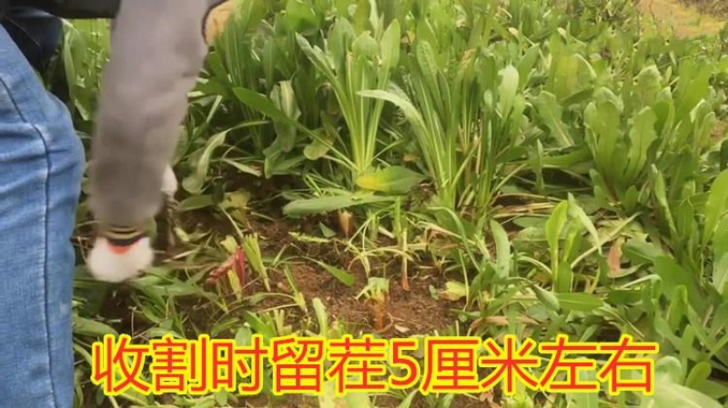 大叶将军菊苣牧草种子鸡鸭鹅猪牛羊四季牧草产量高