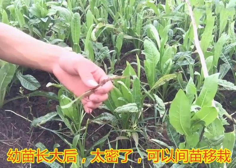 大叶将军菊苣牧草种子鸡鸭鹅猪牛羊四季牧草产量高