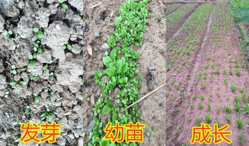 大叶将军菊苣牧草种子鸡鸭鹅猪牛羊四季牧草产量高