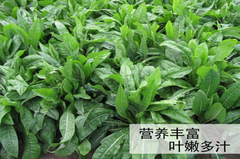 大叶将军菊苣牧草种子鸡鸭鹅猪牛羊四季牧草产量高