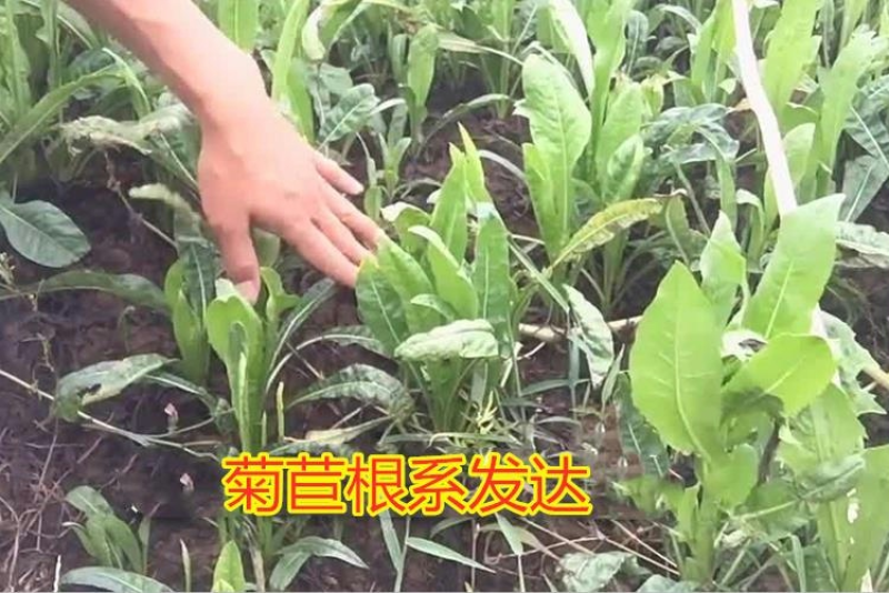 大叶将军菊苣牧草种子鸡鸭鹅猪牛羊四季牧草产量高
