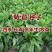 大叶将军菊苣牧草种子鸡鸭鹅猪牛羊四季牧草产量高
