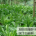 大叶将军菊苣牧草种子鸡鸭鹅猪牛羊四季牧草产量高