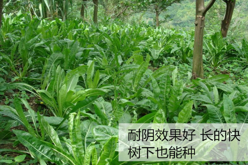 大叶将军菊苣牧草种子鸡鸭鹅猪牛羊四季牧草产量高