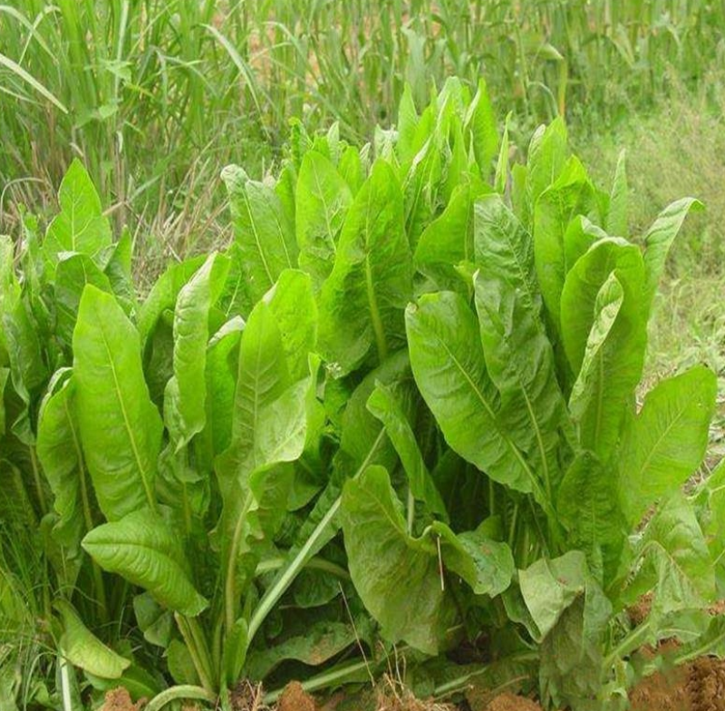 大叶将军菊苣牧草种子鸡鸭鹅猪牛羊四季牧草产量高