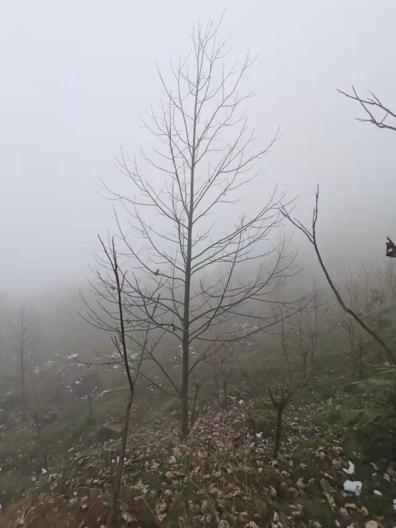 成都市温江区大量出售马褂木鹅掌楸基地直发一手货源