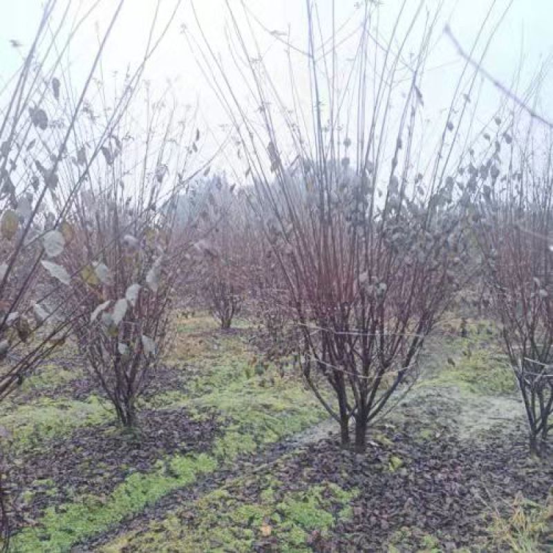 榆叶梅重瓣榆叶梅树形优美质量保证基地直发一手货源