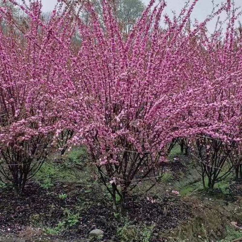 榆叶梅重瓣榆叶梅树形优美质量保证基地直发一手货源