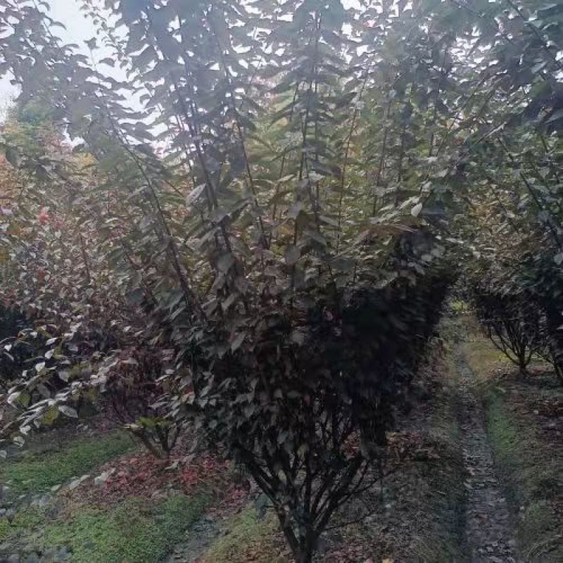 榆叶梅重瓣榆叶梅树形优美质量保证基地直发一手货源