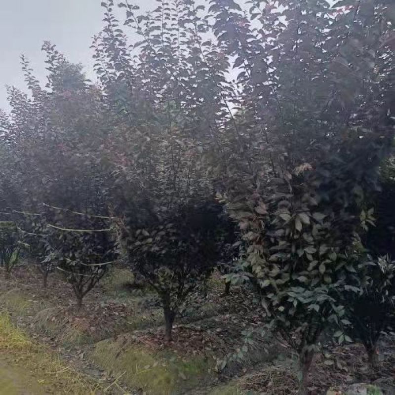 榆叶梅重瓣榆叶梅树形优美质量保证基地直发一手货源