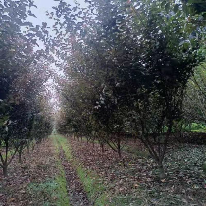 榆叶梅重瓣榆叶梅树形优美质量保证基地直发一手货源