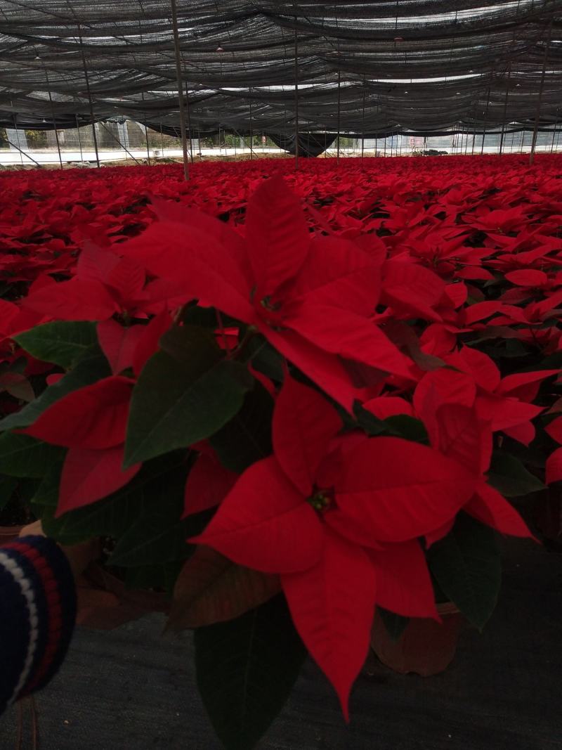 产地广东一品红，中国红，年销花，各种节日租摆基地现货直销