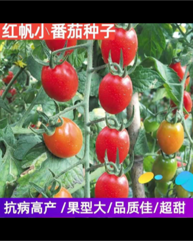 红帆小番茄樱桃番茄圣女果品质小番茄～种子芽率超国标