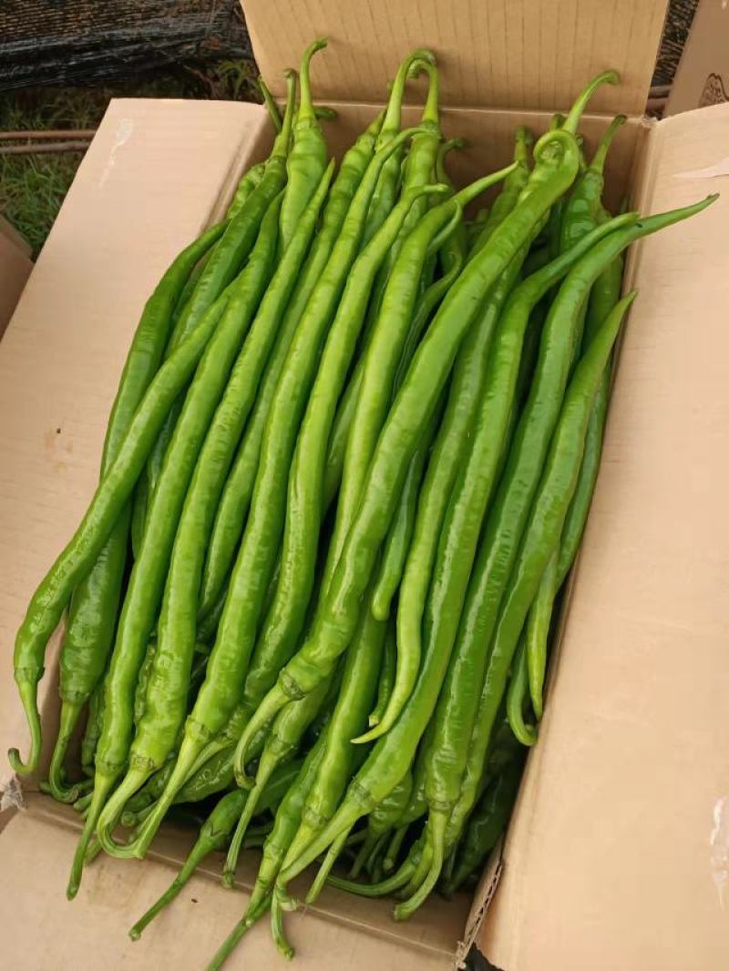 线辣云南辣椒产地直发专业线椒批发货量充足，价格便