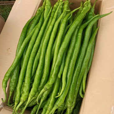 线辣云南辣椒产地直发专业线椒批发货量充足，价格便