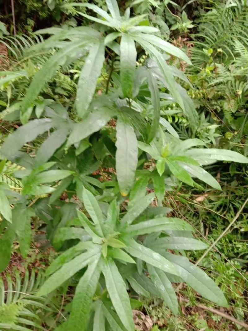 正宗野生五指毛桃根超香量大可议价真正的野生货