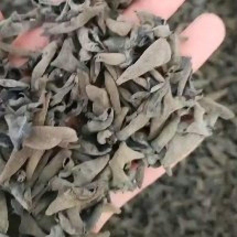 【优选】东北黑木耳秋耳，质量很好，供应饭店欢迎咨询