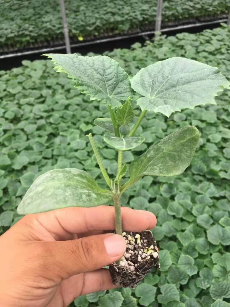 强雌黄瓜苗短把密刺抗病高产提供优良黄瓜苗量大从优