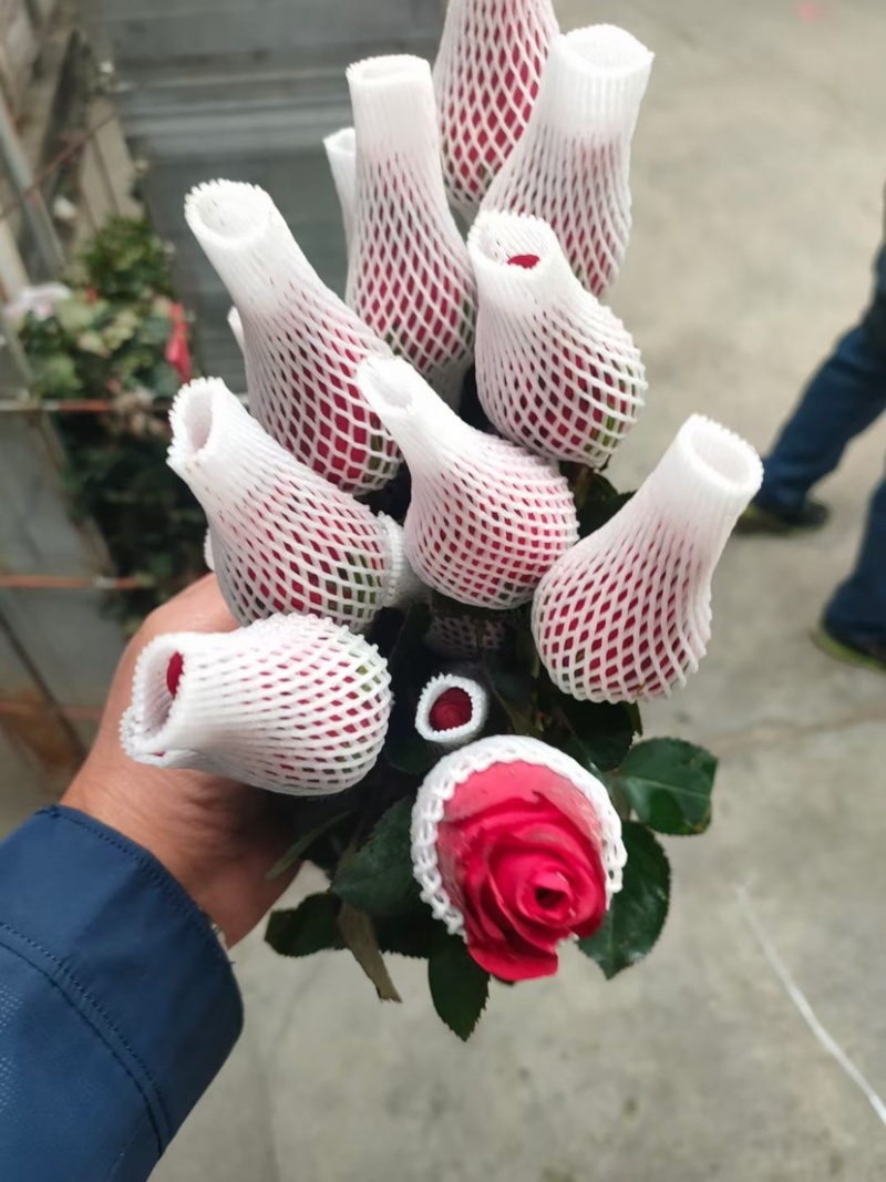 优质广州本地玫瑰红玫瑰