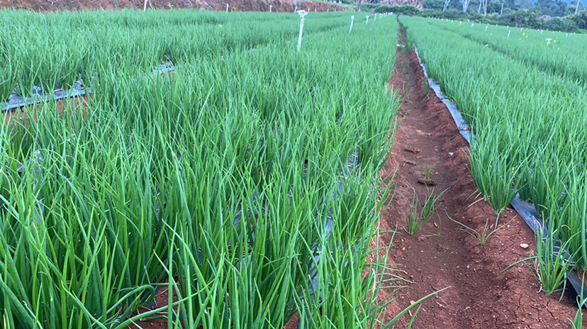 洋葱田间管理示意图