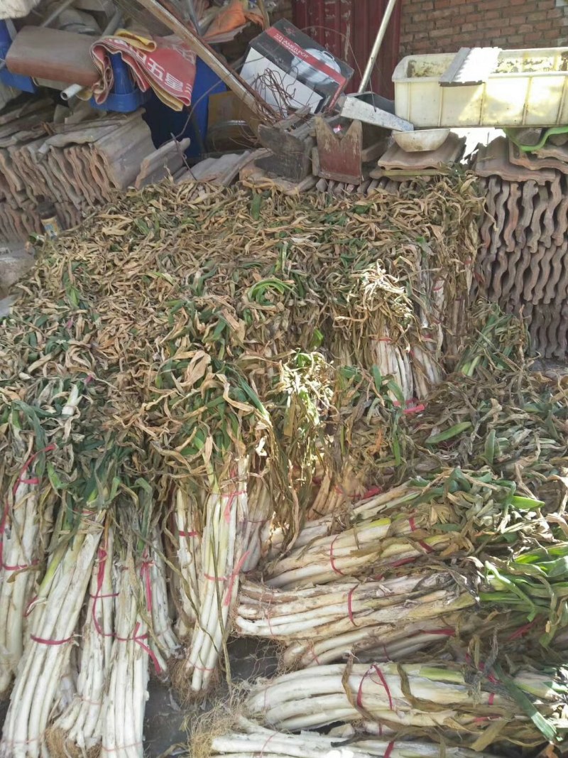 大葱长白