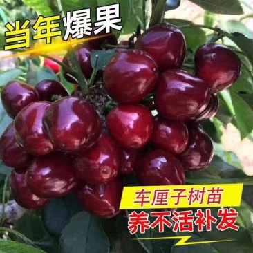 矮化樱桃苗金脆蜜蜜露辉煌1-5巨人王美早