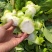 四川基地大量供应儿菜，抱儿菜，娃娃菜，小心儿菜，大心儿菜