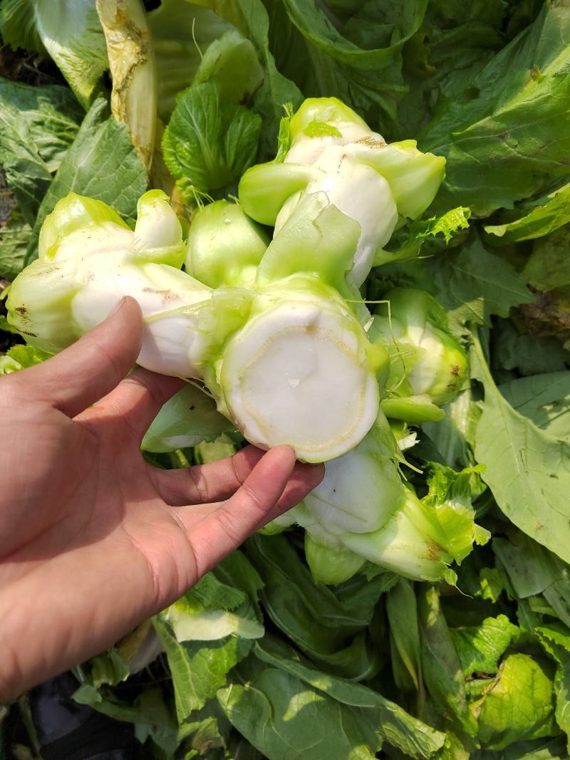 四川基地大量供应儿菜，抱儿菜，娃娃菜，小心儿菜，大心儿菜