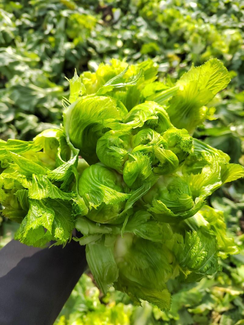 四川基地大量供应儿菜，抱儿菜，娃娃菜，小心儿菜，大心儿菜