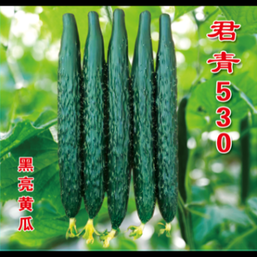 强雌黄瓜苗短把密刺抗病高产提供优良黄瓜苗量大从优