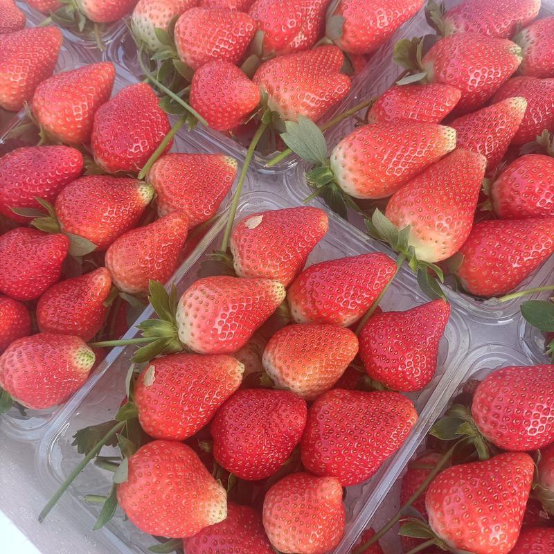 草莓山东沂蒙甜查理草莓大量上市产地直销货源充足质量上乘