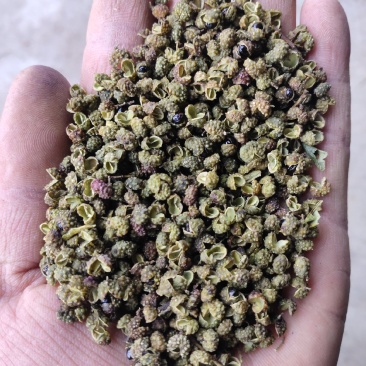 云南昭通鲁甸青花椒金沙江边低海拔.麻度高